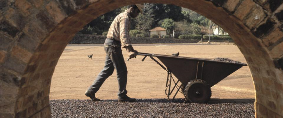 drying_coffee_beans_1_0
