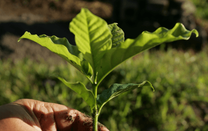 Closeup van plantje dat vastgehouden wordt - Nestlé Professional