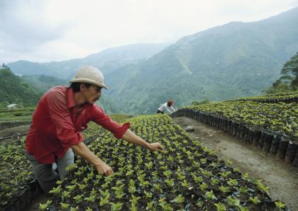Koffieboeren onderhouden de koffie op de plantages - Nestlé Professional