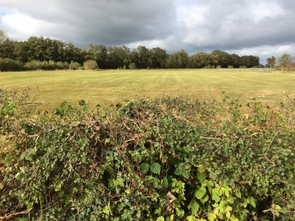 Landschap met struiken op de voorgrond en bos op de achtergrond - Nestlé Professional