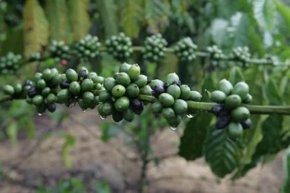 Rijpende koffiebonen - Nestlé Professional