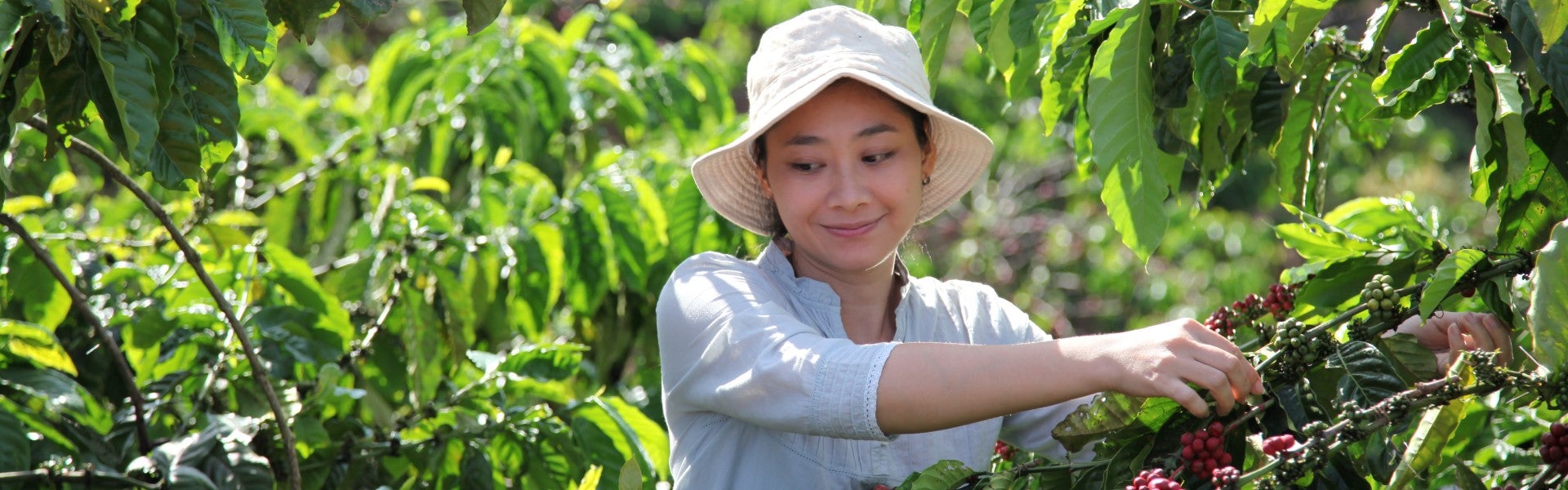 Vrouw met zonnehoed plukt bessen - Nestlé Professional