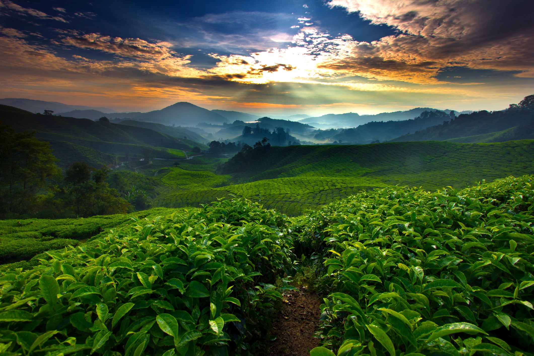 Green hills landscape