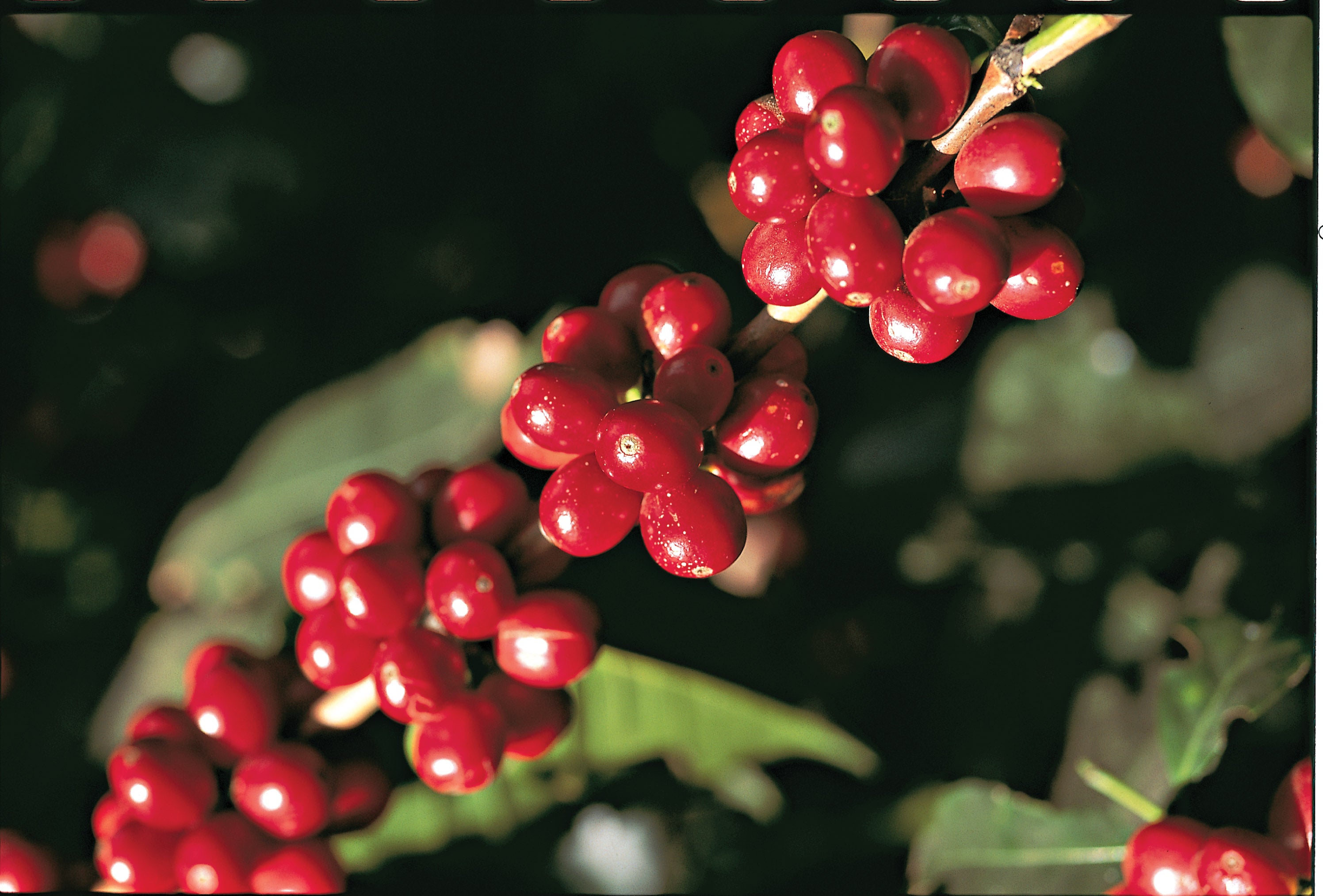 NESCAFÉ Coffee Nestlé Professional