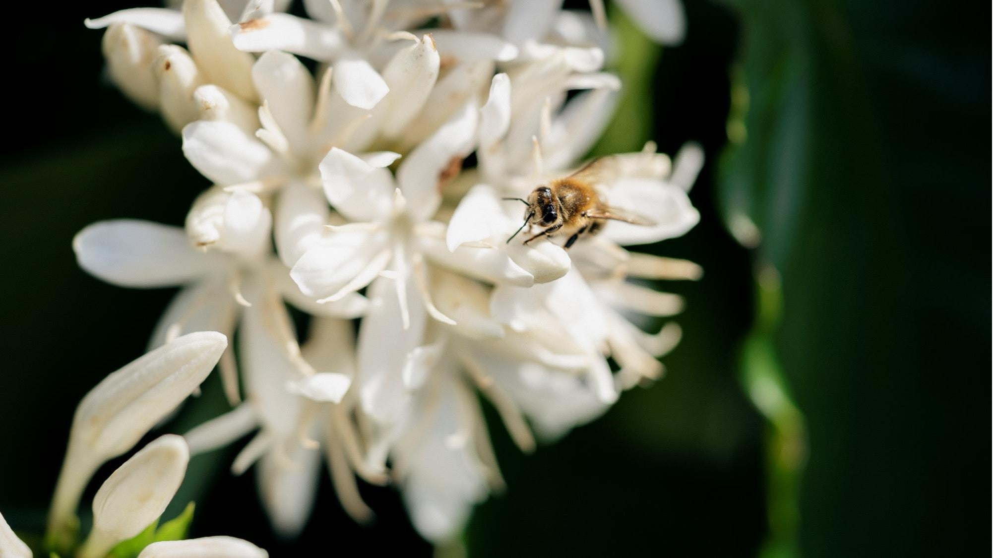 biodiversity-nestle-professional