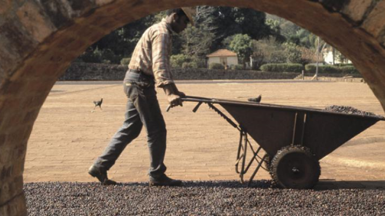 drying_coffee_beans_1_0