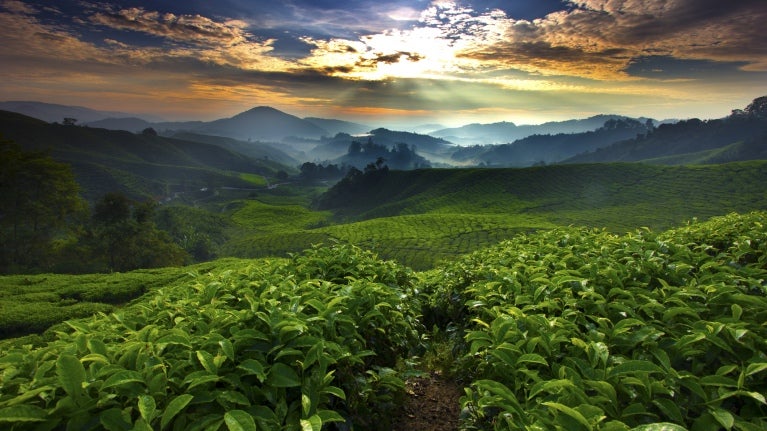 Green hills landscape