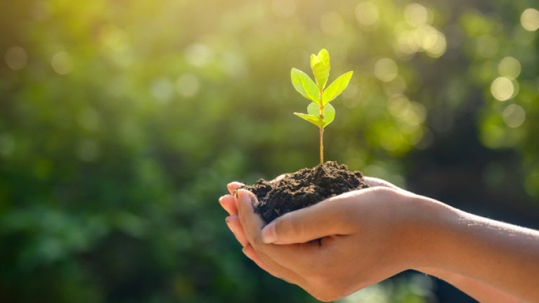 handen die aarde vasthouden met een bloeiende plant
