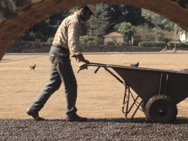 drying_coffee_beans_1_0