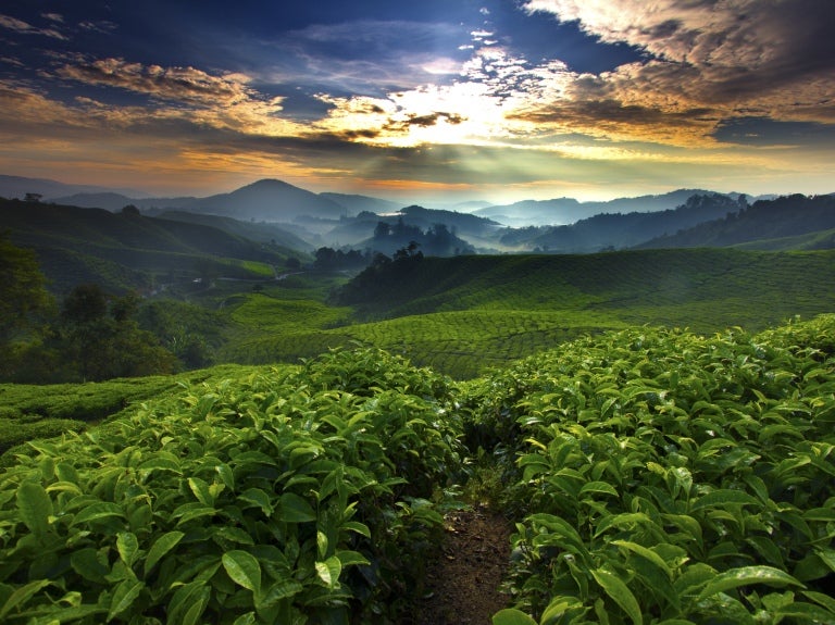 Green hills landscape