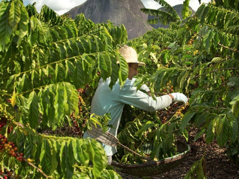 Man_field