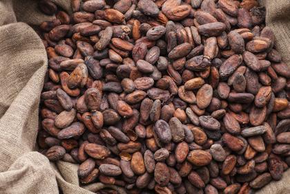 Een zak vol met cacaobonen - Nestlé Professional